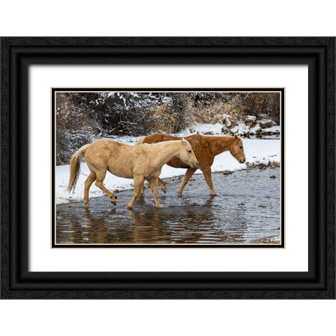 USA- Shell- Wyoming. Hideout Ranch pair of horses in snow.  Black Ornate Wood Framed Art Print with Double Matting by Gulin, Darrell