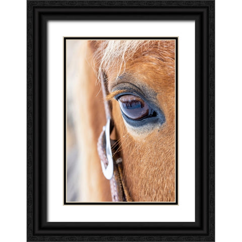 USA- Shell- Wyoming. Hideout Ranch close-up of horses eye.  Black Ornate Wood Framed Art Print with Double Matting by Gulin, Darrell