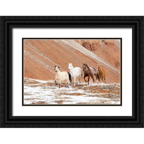 USA- Shell- Wyoming. Hideout Ranch with small herd of horses in snow.  Black Ornate Wood Framed Art Print with Double Matting by Gulin, Darrell