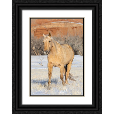 USA- Shell- Wyoming. Hideout Ranch lone horse in snow.  Black Ornate Wood Framed Art Print with Double Matting by Gulin, Darrell