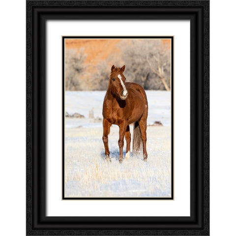 USA- Shell- Wyoming. Hideout Ranch lone horse in snow.  Black Ornate Wood Framed Art Print with Double Matting by Gulin, Darrell