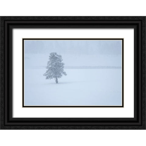 Lone tree Black Ornate Wood Framed Art Print with Double Matting by Theodore, George and Marilu