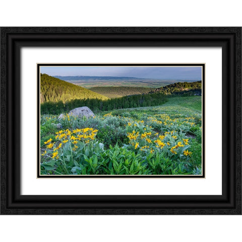 USA-Wyoming-Arrowleaf balsamroot wildflowers in meadow-summer-Caribou-Targhee National Forest Black Ornate Wood Framed Art Print with Double Matting by Garber, Howie