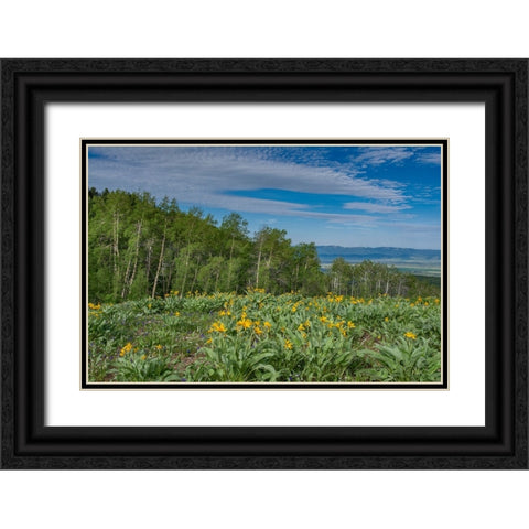 USA-Wyoming-Arrowleaf balsamroot wildflowers and Aspen Trees in meadow Black Ornate Wood Framed Art Print with Double Matting by Garber, Howie