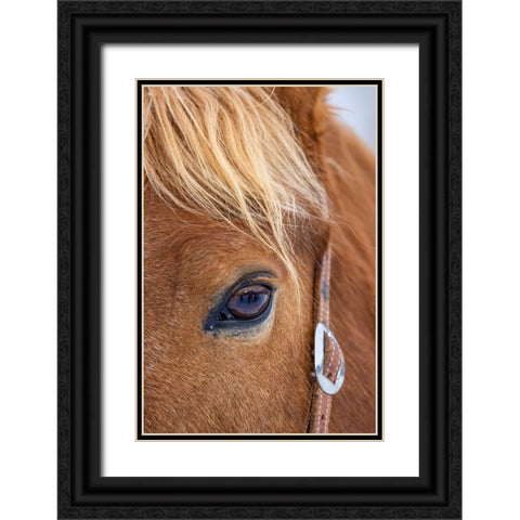USA- Wyoming. Hideout Horse Ranch- horse detail.  Black Ornate Wood Framed Art Print with Double Matting by Looney, Hollice