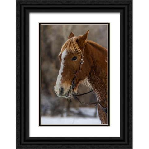 USA- Wyoming. Hideout Horse Ranch- horse detail.  Black Ornate Wood Framed Art Print with Double Matting by Looney, Hollice