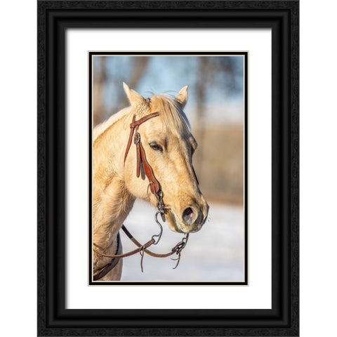 USA- Wyoming. Hideout Horse Ranch- horse portrait.  Black Ornate Wood Framed Art Print with Double Matting by Looney, Hollice