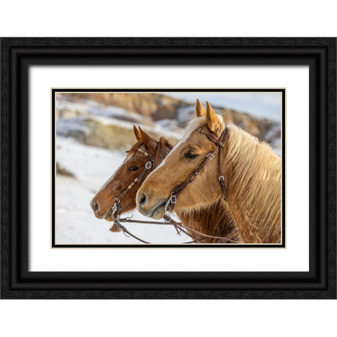 USA- Wyoming. Hideout Horse Ranch- horses at Rest in the snow.  Black Ornate Wood Framed Art Print with Double Matting by Looney, Hollice