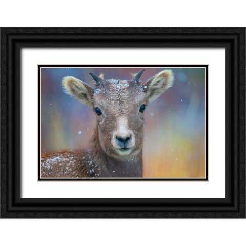 Wyoming. A young mountain goats first snow. Black Ornate Wood Framed Art Print with Double Matting by Muir, Janet