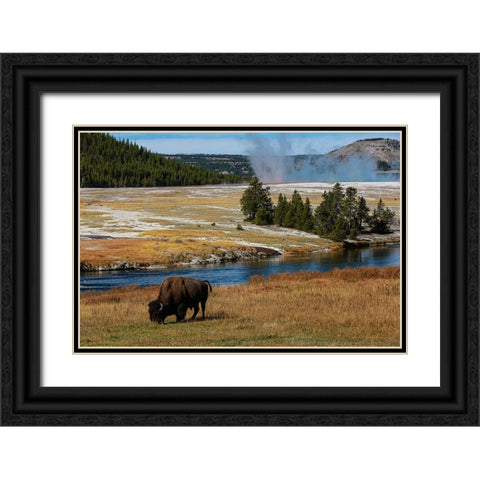 Yellowstone National Park-USA-Wyoming Buffalo and Old Faithful Black Ornate Wood Framed Art Print with Double Matting by Sienda, Jolly