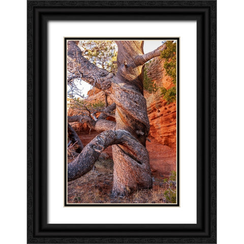 USA-Wyoming-Gnarled and twisted pine tree Black Ornate Wood Framed Art Print with Double Matting by Haseltine, Tom
