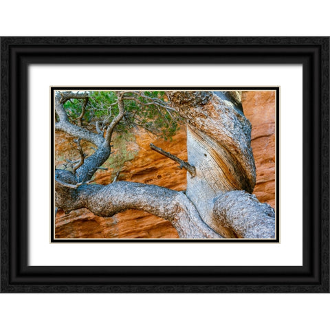 USA-Wyoming-Gnarled and twisted pine tree Black Ornate Wood Framed Art Print with Double Matting by Haseltine, Tom