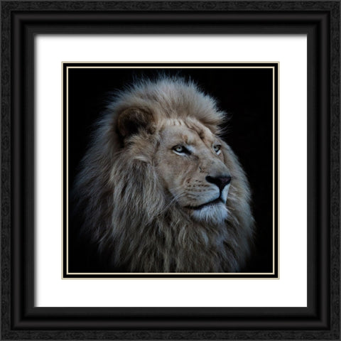 Proud Lion Black Ornate Wood Framed Art Print with Double Matting by Wolbers, Louise