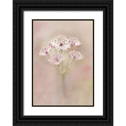 Astrantia Black Ornate Wood Framed Art Print with Double Matting by van Zaane, Alida