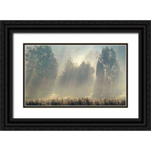 Misty Morning In The Forest. Black Ornate Wood Framed Art Print with Double Matting by Wallberg, Allan