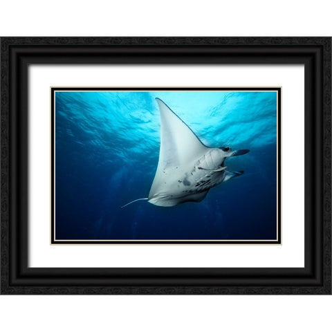 Manta Fly Black Ornate Wood Framed Art Print with Double Matting by Marchegiani, Roberto