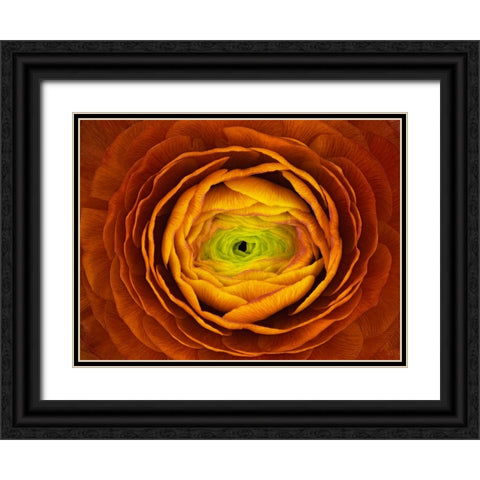 Ranunculus Asiaticus Black Ornate Wood Framed Art Print with Double Matting by Mozqueda, Victor