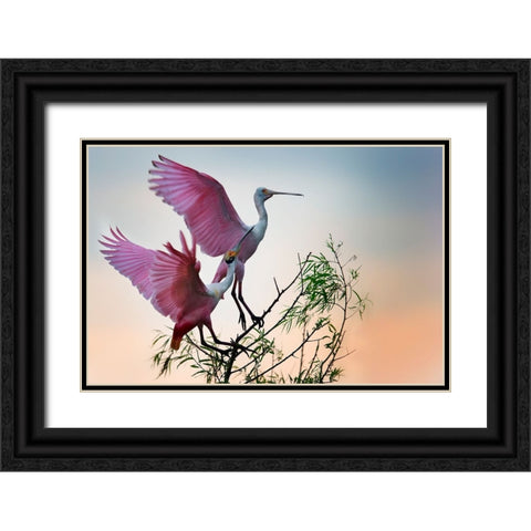 Two Roseate Spoonbills Black Ornate Wood Framed Art Print with Double Matting by Chang, Phillip
