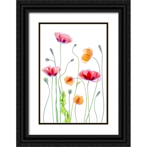 Poppies Black Ornate Wood Framed Art Print with Double Matting by Disher, Mandy