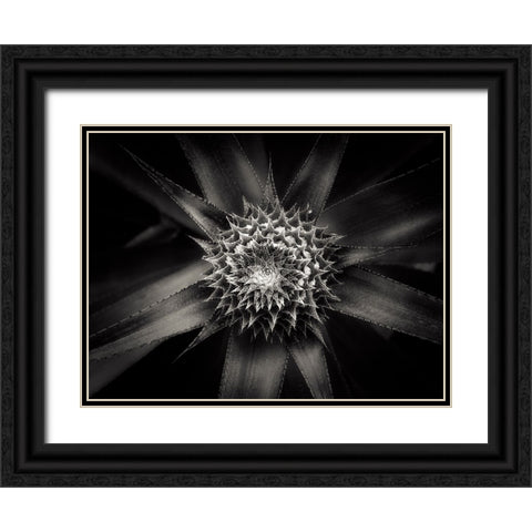 Barbed Black Ornate Wood Framed Art Print with Double Matting by Sannwald, Joerg