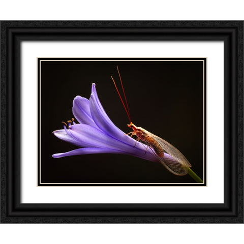 Lacewing Black Ornate Wood Framed Art Print with Double Matting by Hoffman, Jimmy