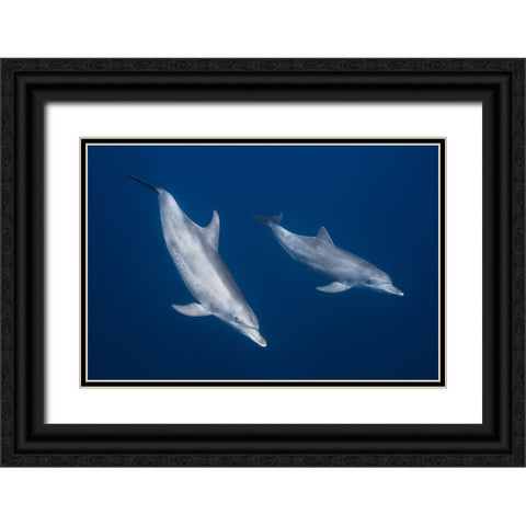 Bottlenose Dolphins Black Ornate Wood Framed Art Print with Double Matting by Gabriel, Barathieu