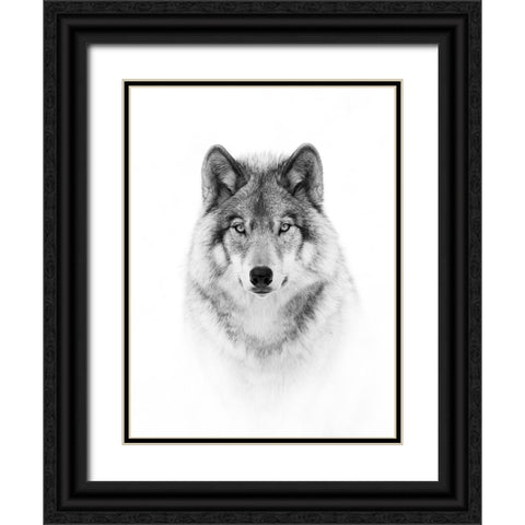 Portrait of a Timber Wolf Black Ornate Wood Framed Art Print with Double Matting by Cumming, Jim