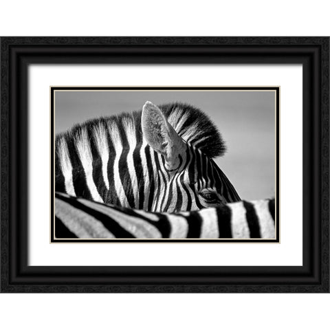Curious Zebra Black Ornate Wood Framed Art Print with Double Matting by Pelissier, Marc