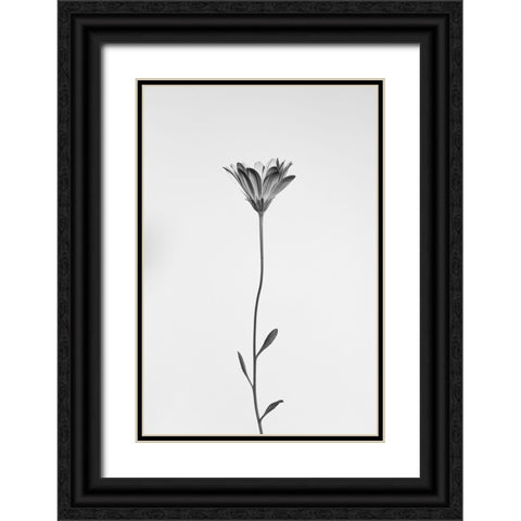 Daisy Black Ornate Wood Framed Art Print with Double Matting by Lagandre Transgressed, Thierry