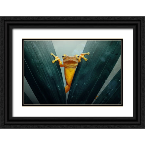 Gold Frog Black Ornate Wood Framed Art Print with Double Matting by Priyadi, Andri