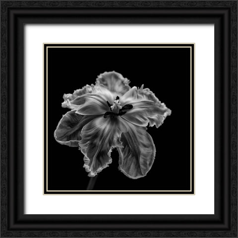 Parrot Tulip Black Ornate Wood Framed Art Print with Double Matting by Gronkjar, Lotte