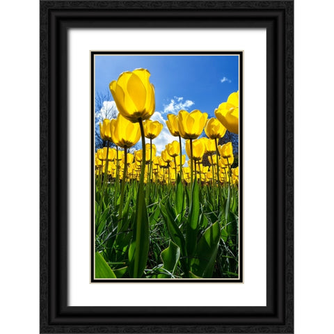 Tulipani Black Ornate Wood Framed Art Print with Double Matting by Ravasco, Lorenzo