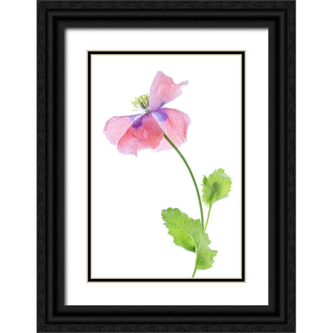 Poppy Black Ornate Wood Framed Art Print with Double Matting by Disher, Mandy