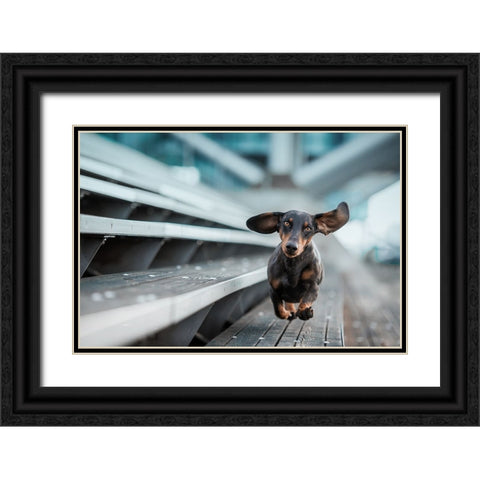 Ein Kleiner Hund Lacuft Durch Die Welt.... Black Ornate Wood Framed Art Print with Double Matting by Willers, Heike