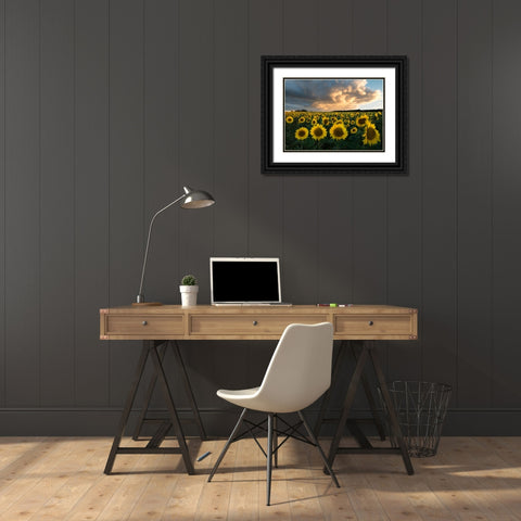 Sunflowers In Sweden. Black Ornate Wood Framed Art Print with Double Matting by Lindsten, Christian