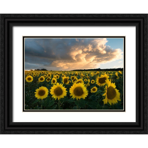 Sunflowers In Sweden. Black Ornate Wood Framed Art Print with Double Matting by Lindsten, Christian
