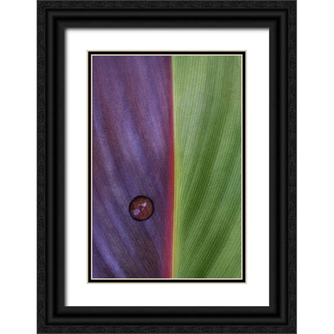 Canna Black Ornate Wood Framed Art Print with Double Matting by Clough, Stephen