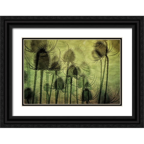 Wild Teasel Black Ornate Wood Framed Art Print with Double Matting by Talen, Nel