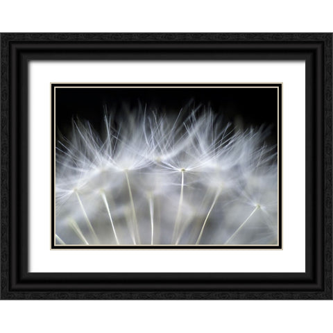 Blow It Black Ornate Wood Framed Art Print with Double Matting by Fallberg, Peter