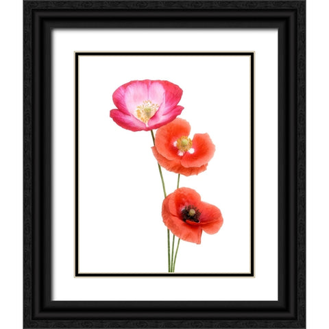 Colourful Poppies Black Ornate Wood Framed Art Print with Double Matting by Gronkjar, Lotte