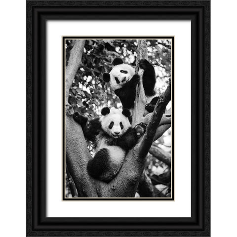 Panda World 1 Black Ornate Wood Framed Art Print with Double Matting by Chengzhou, Zhou