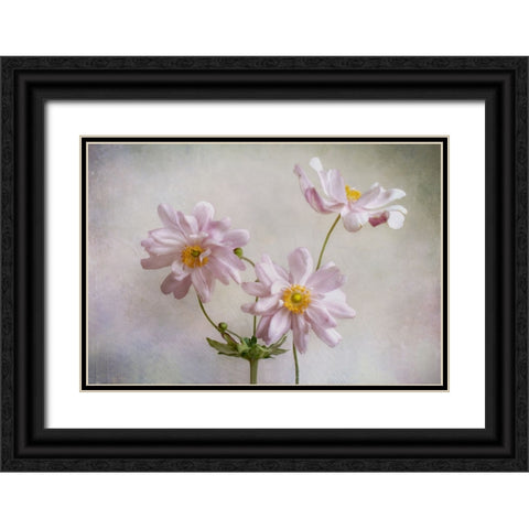 Anemones Black Ornate Wood Framed Art Print with Double Matting by Disher, Mandy