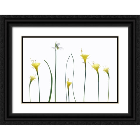 Spring Flowers Black Ornate Wood Framed Art Print with Double Matting by Gronkjar, Lotte