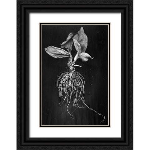Plantain Black Ornate Wood Framed Art Print with Double Matting by Barkow, Brig