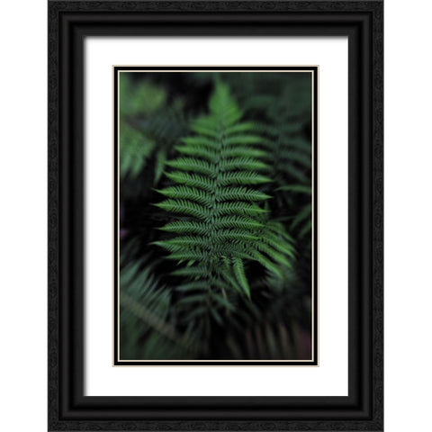 Soft Leaf Black Ornate Wood Framed Art Print with Double Matting by Walsh, Claire