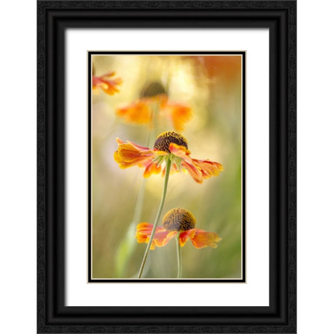 Helenium Black Ornate Wood Framed Art Print with Double Matting by Disher, Mandy
