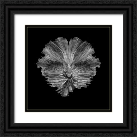 The Flower Of Tail Black Ornate Wood Framed Art Print with Double Matting by Halil, Andi