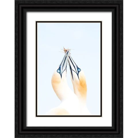 Gannets in love Black Ornate Wood Framed Art Print with Double Matting by Jimenez, Inigo