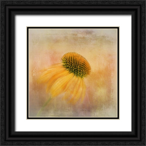 Echinacea In Yellow Black Ornate Wood Framed Art Print with Double Matting by Gray, Gaille
