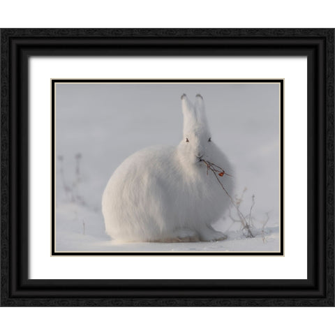 Wild Arctic Hare Black Ornate Wood Framed Art Print with Double Matting by Marchegiani, Roberto
